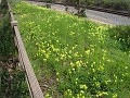 Carpinteria California 2010-02 0330